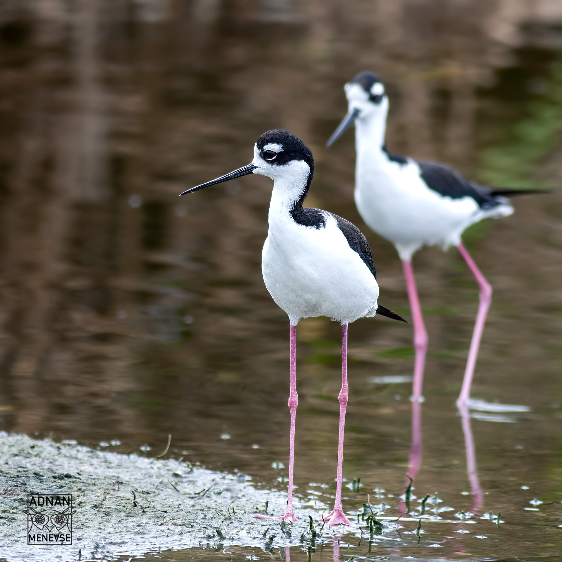 Black-necked Stilt — Ana fotoğraf